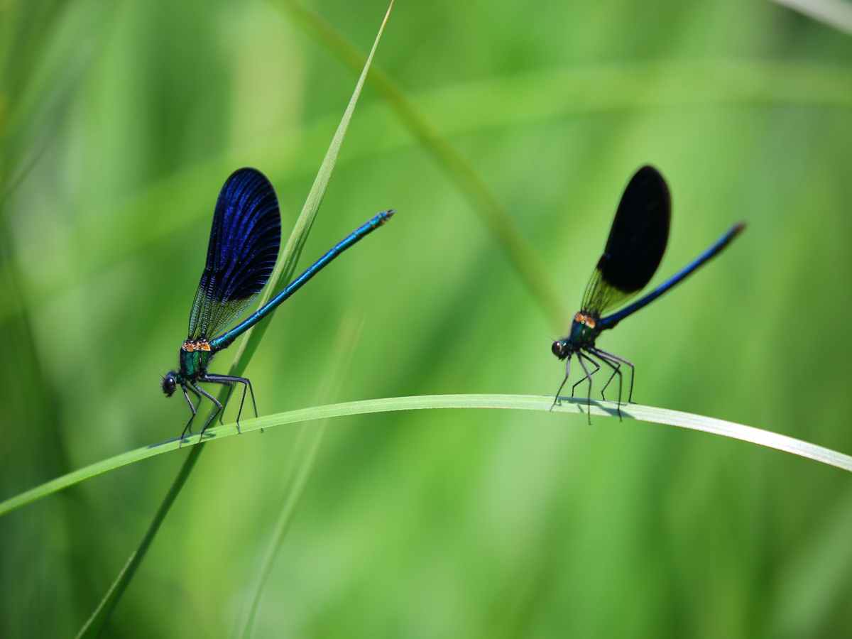 Un porte-clés pour sortir et découvrir les petites&nbsp;bêtes…